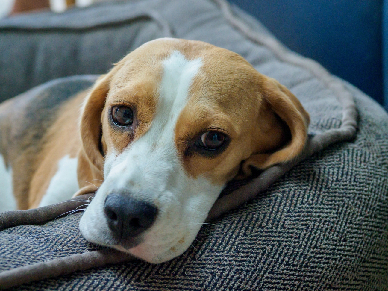 En hund i en soffa